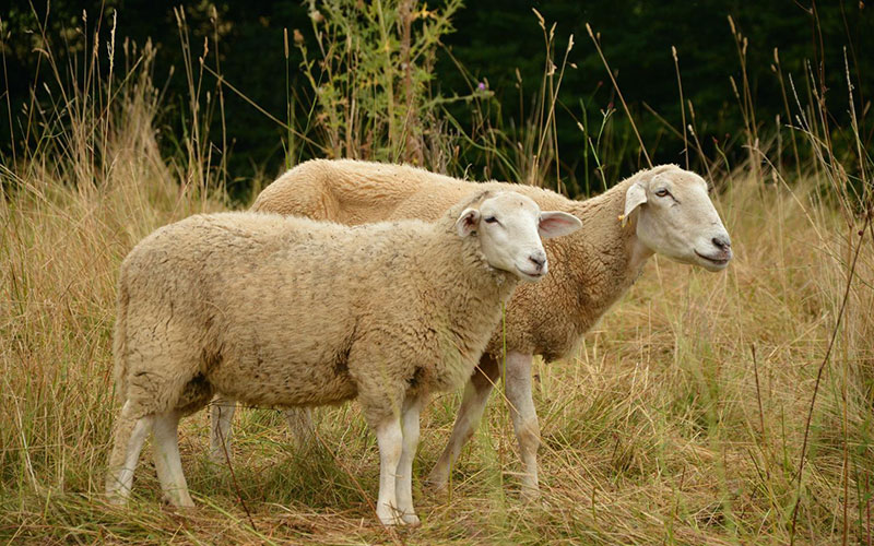 How Can Sheep Fatten Quickly?