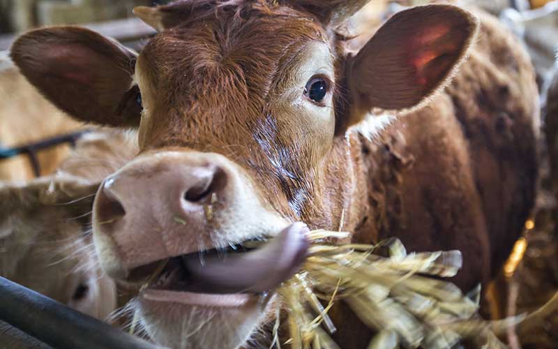 Cattle eating grass