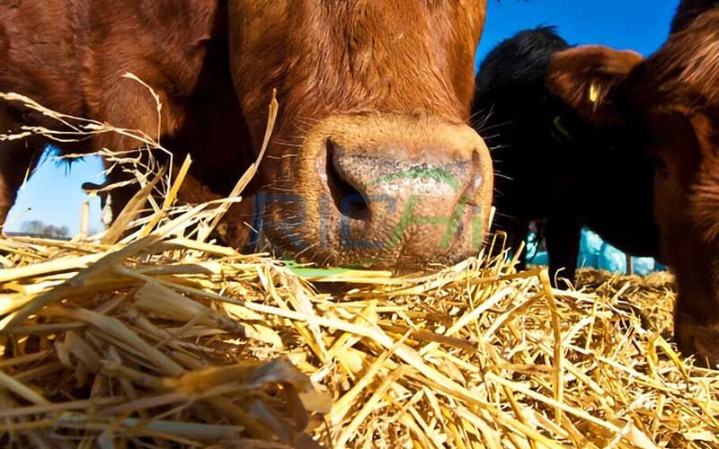 Cattle eating straw