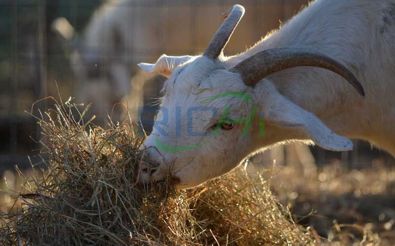 It Is an Inevitable Trend for Cattle and Sheep to Feed Straw Biological Pellet Feed