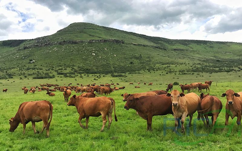 cattle feed plans: importance of good pasture