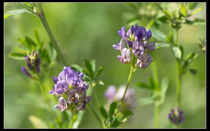 Commercial Alfalfa