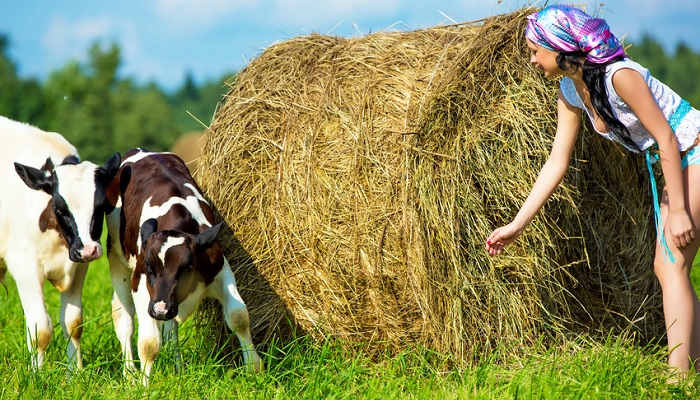 Calculations in Bales and Rolls