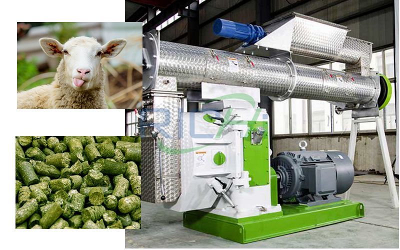 How Can Sheep Fatten Quickly? Try the Sheep Feed Pellet Machine