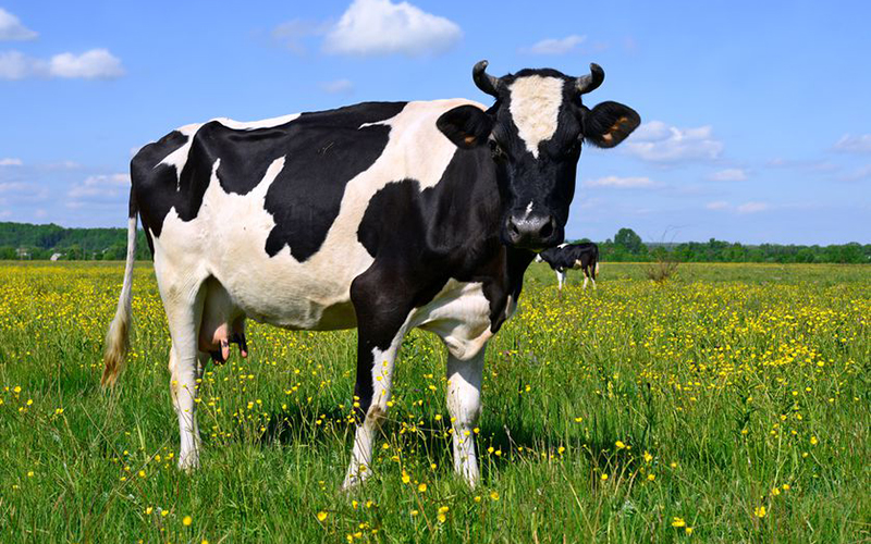 Feeding of Ruminants Facing Diseases and Parasites