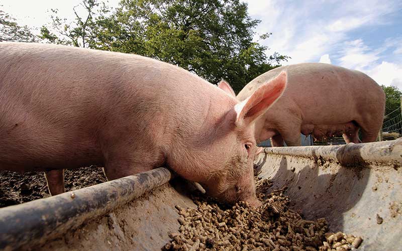 Pigs eat feed pellet