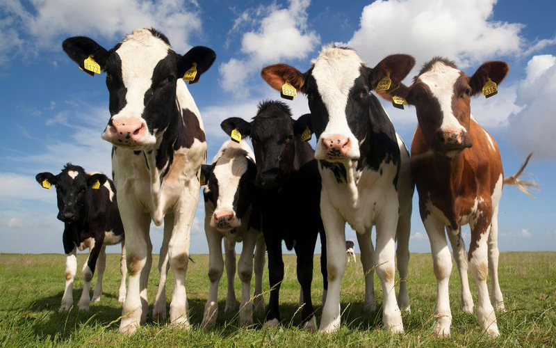 What Are The Ways For Cattle Farms To Reduce The Cost Of Calf Production?
