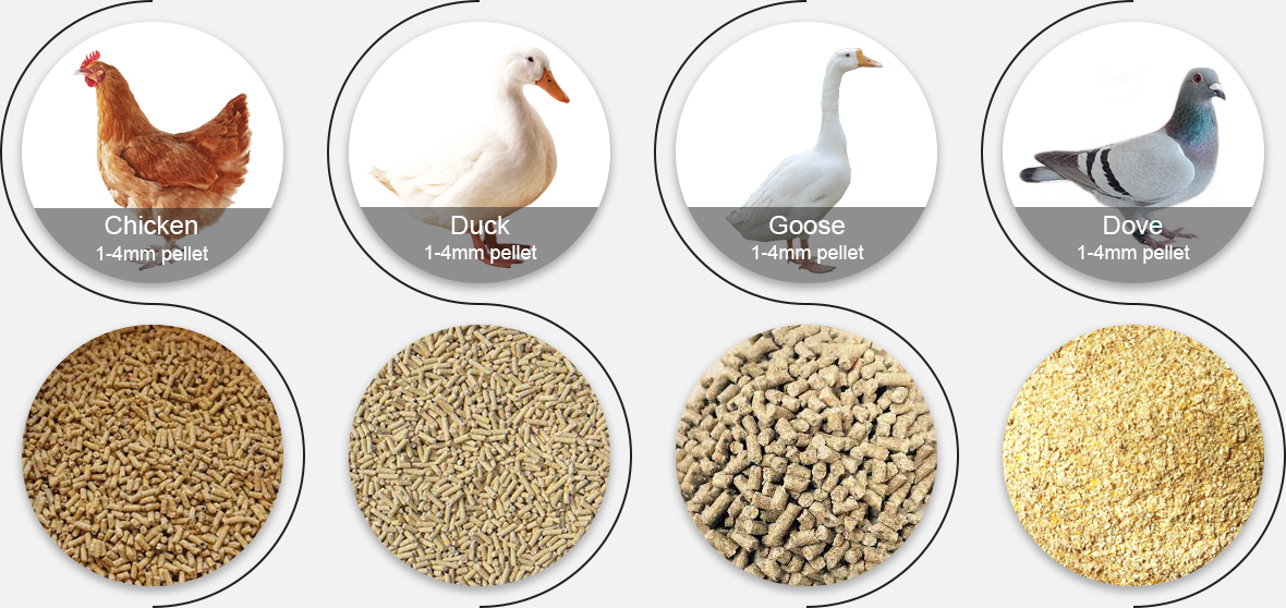 Poultry Feed Pellet Production Line