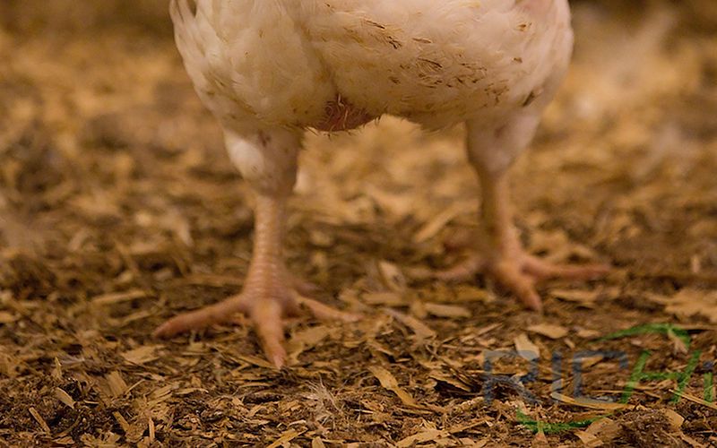 Poultry manure and feed are prohibited from feeding ruminants