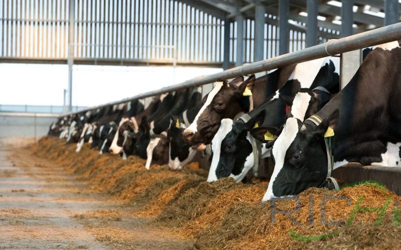 Control Ruminant Diets To Reduce Methane Emissions