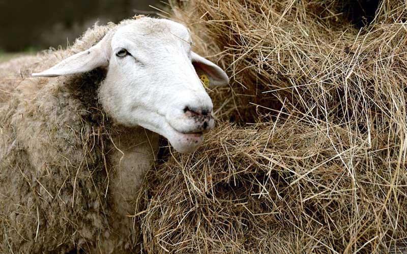 Sheep eating grass