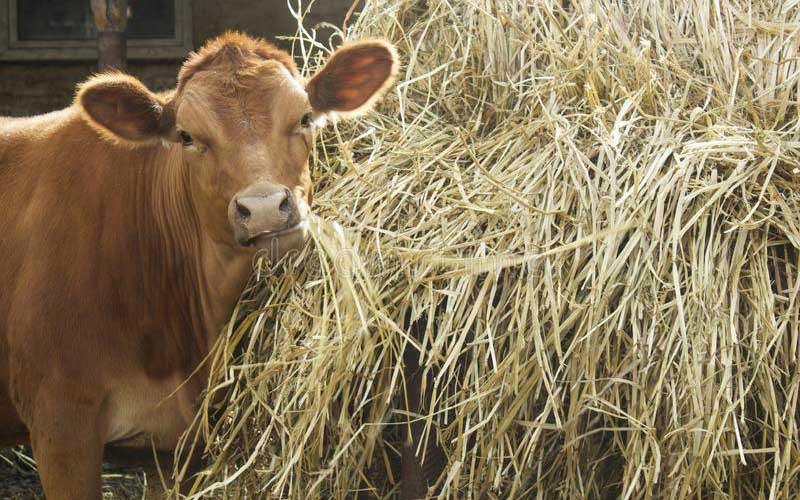 cattle eating hay