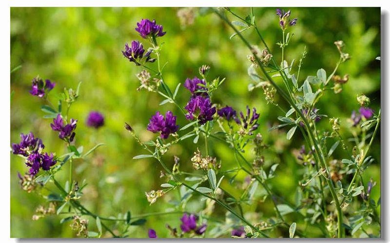 Alfalfa Meal and Alfalfa Pellet Production Project