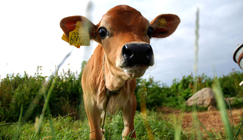 The Benefits of Feeding Lucerne Alfalfa to Dairy Cows