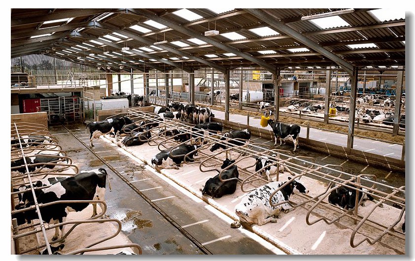Cattle Farm