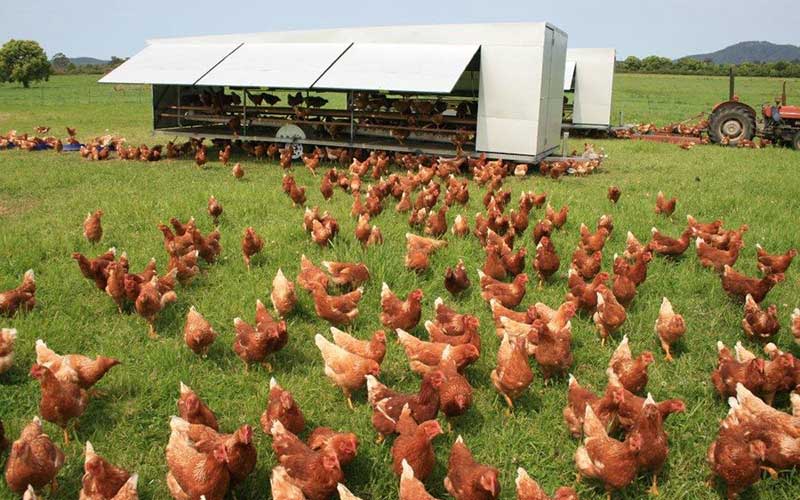 2020 Market Analysis Report on Poultry Breeding Projects